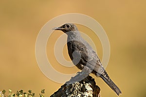 Lone rocker on the mountain in spring