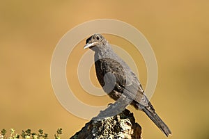 Lone rocker on the mountain in spring