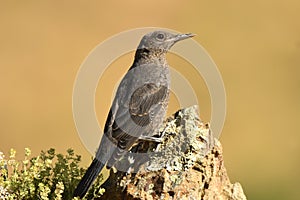Lone rocker on the mountain in spring