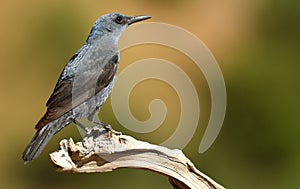 Lone rocker on the mountain in spring
