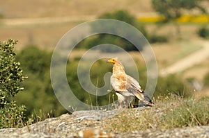 Lone rocker on a rock in the field