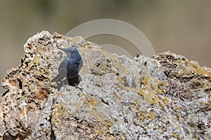 The lone rocker is a species of passerine bird in the Muscicapidae family.