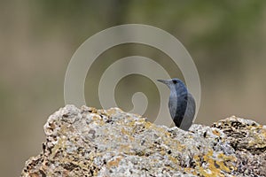 The lone rocker is a species of passerine bird in the Muscicapidae family.