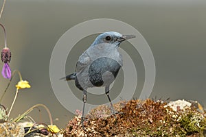 lone rockfish in the field in spring