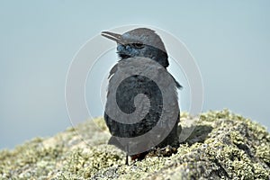 A lone rockfish perches on a rock