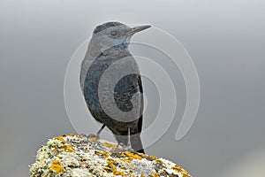 A lone rockfish perches on a rock