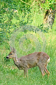 A lone roe deer standing in the grass