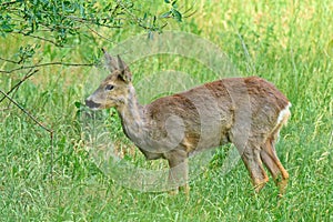 A lone roe deer standing in the grass