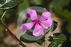 Lone, Rose Periwinkle Flower