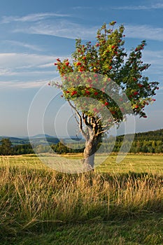 A lone rowan tree on a mountain meadow