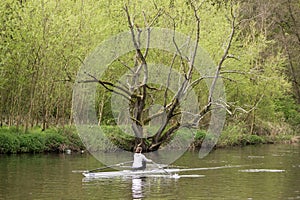 Lone rower and the dead tree photo