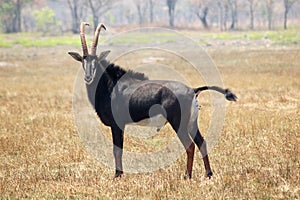 A lone Sable male photo