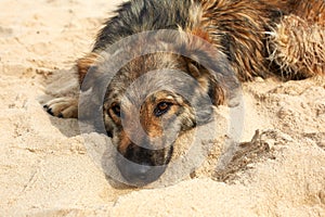 Lone sad dog lying on the street.