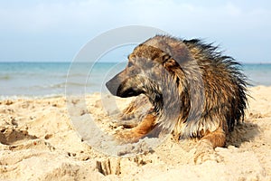 Lone sad dog lying on the street. mongrel