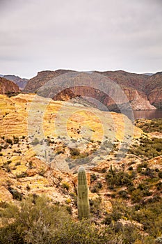 A lone saguaro cactus amid the arid landscape above Saguaro Lake in Arizona