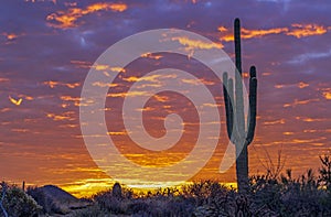 Lone Cactus With Desert Sunrise Background In Arizona