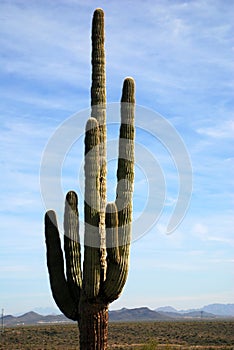 Lone saguaro cactus in desert