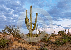 Lone Saguaro Cactus at Dusk
