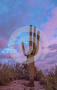 Lone Saguaro Cactus With Moon And Colorful Sky At Sunset