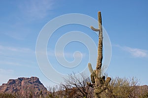 Lone saguaro cactus in the Salt River management area near Mesa Phoenix Arizona USA