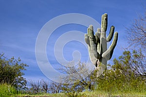Lone saguaro cactus in the Salt River management area near Scottsdale Arizona USA