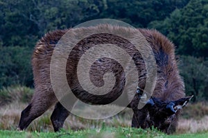 A lone sambar deer grazes lush greenery of Sri Lankan wilds. Sri Lanka stock photo