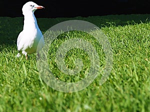 A lone sea gull on the grass