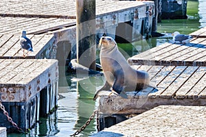 Lone Sea Lions hauling out on boat docks in San Francisco