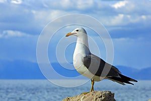 Lone seagull against sky and water