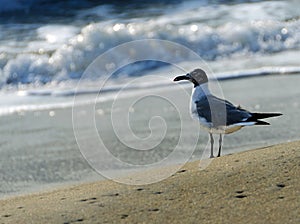 Lone seagull on the beach