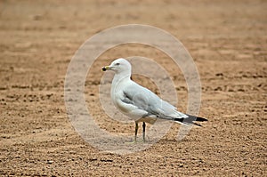Lone Seagull on beach