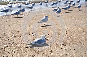 Lone seagull on beach lying on sand