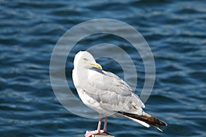 A lone seagull with a blue lake background