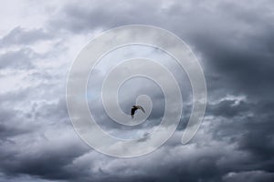 Lone seagull on downstroke flying under dark stormy clouds photo