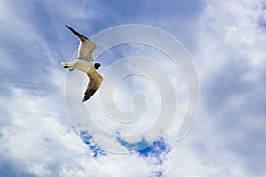 Lone seagull glides wings outspread against a bright cloudy sky with blue showing through