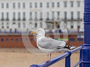 Lone seagull perched on the railing of Eastbourne Pier