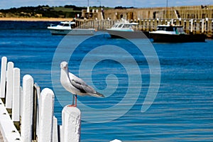 Lone seagull on pier