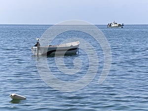 Lone seagull on a rowboat on Ohrid Lake, R.Macedonija