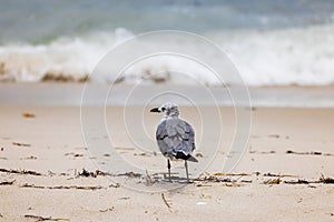 A lone seagull on the sandy beach near the crashing waves of the Atlantic Ocean