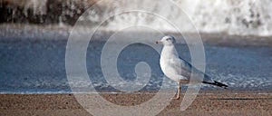 Lone seagull at the Surfers Knoll seashore at Ventura in southern California USA