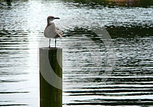 Lone seagull waiting on a pier