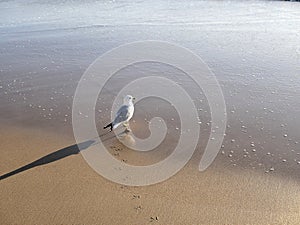 A lone seagull walking along the wet sand of a California beach.