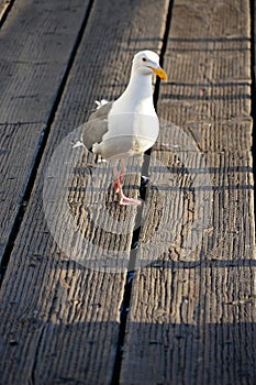 Lone Seagull on a Wood Pier