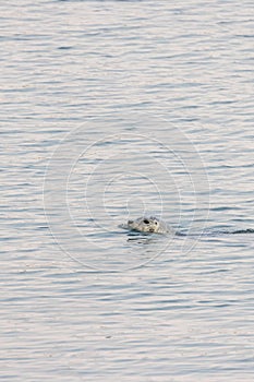 a lone seal peeking above the surface of the water