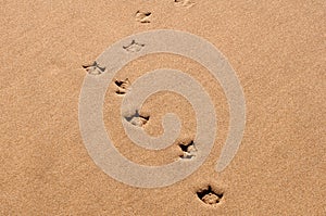 A lone set of footprints in the sand.