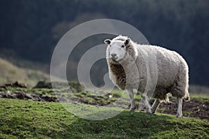 Lone Sheep