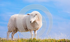 Lone Sheep against blue sky