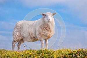 Lone Sheep against blue sky photo