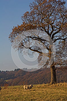 Lone sheep beneath autumn tree