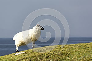 Lone sheep on cliff overlooking sea in west coast of Ireland